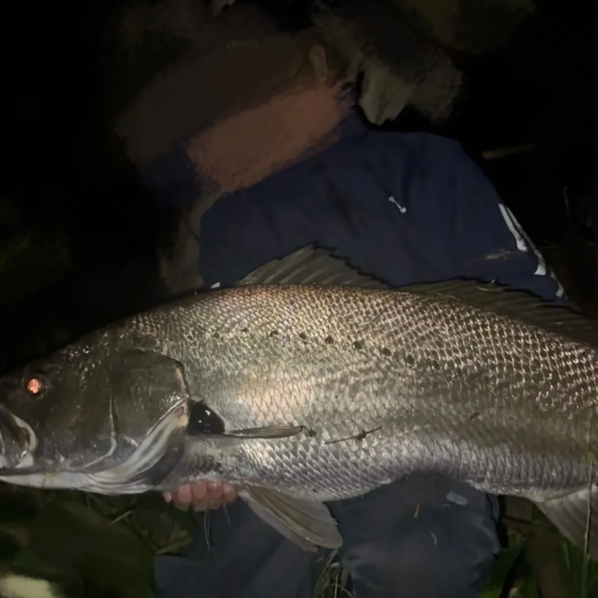 Japanese meagre caught on Fishbrain