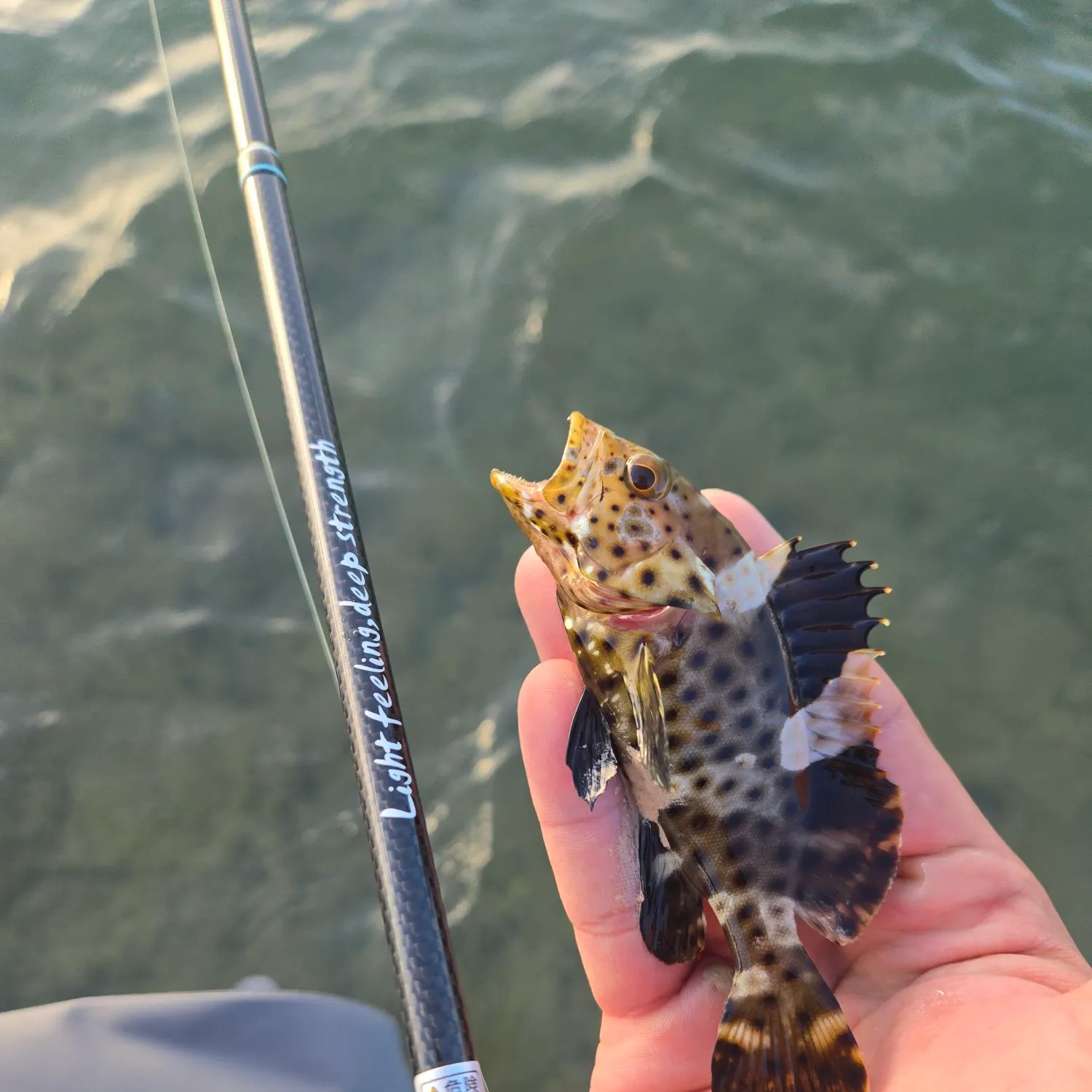 The most recent Longfin grouper catches on Fishbrain