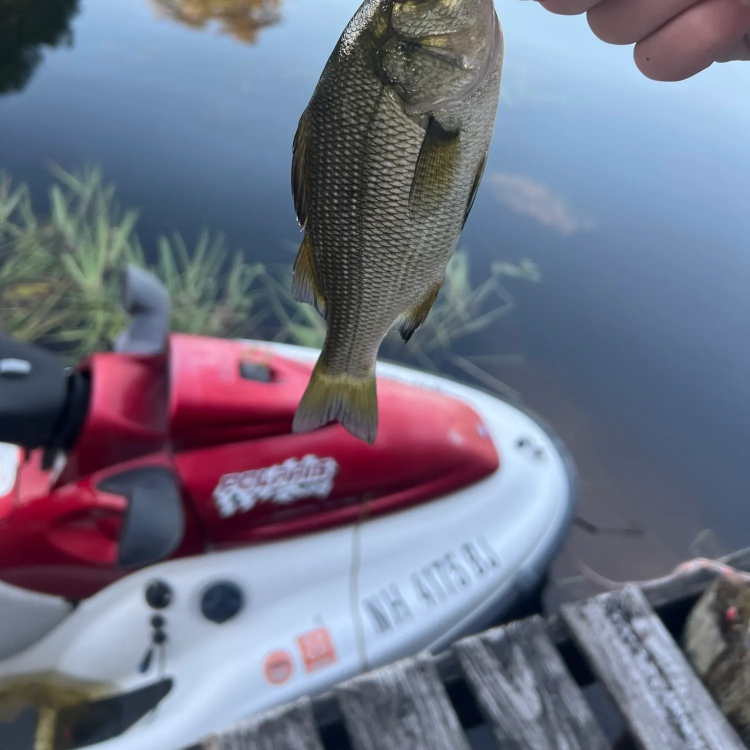 White perch caught on Fishbrain