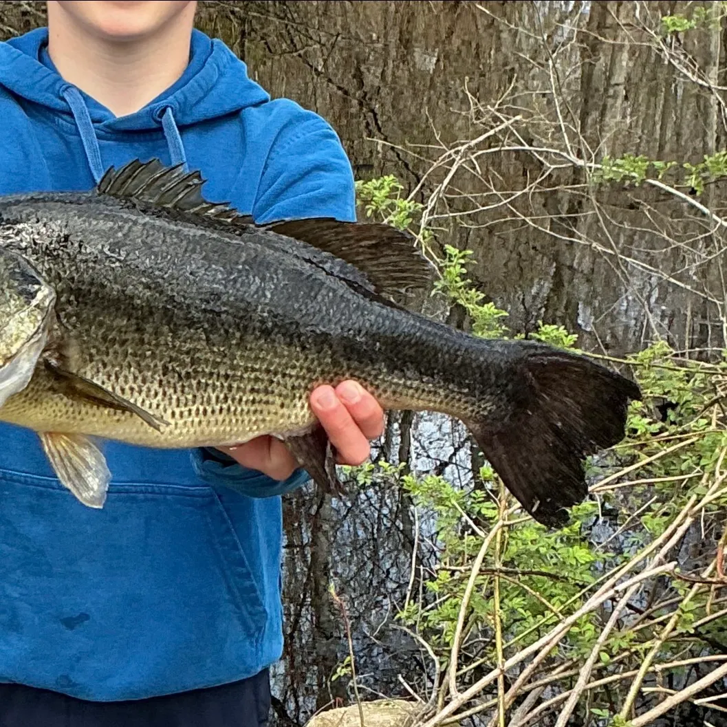 Largemouth bass caught on Fishbrain