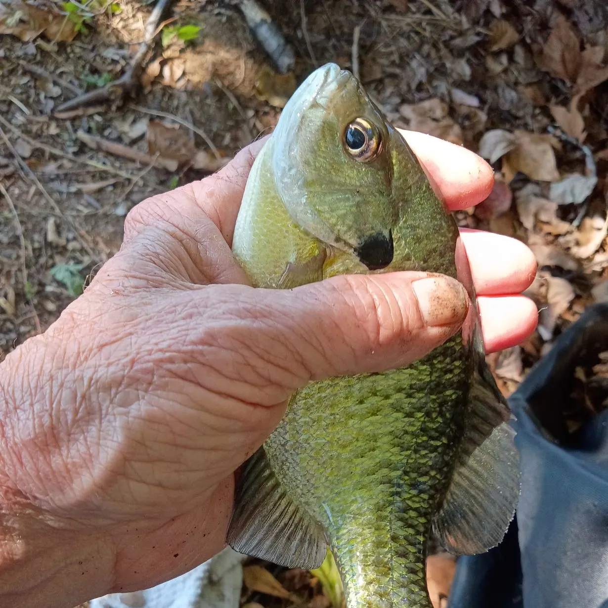 Bluegill caught on Fishbrain