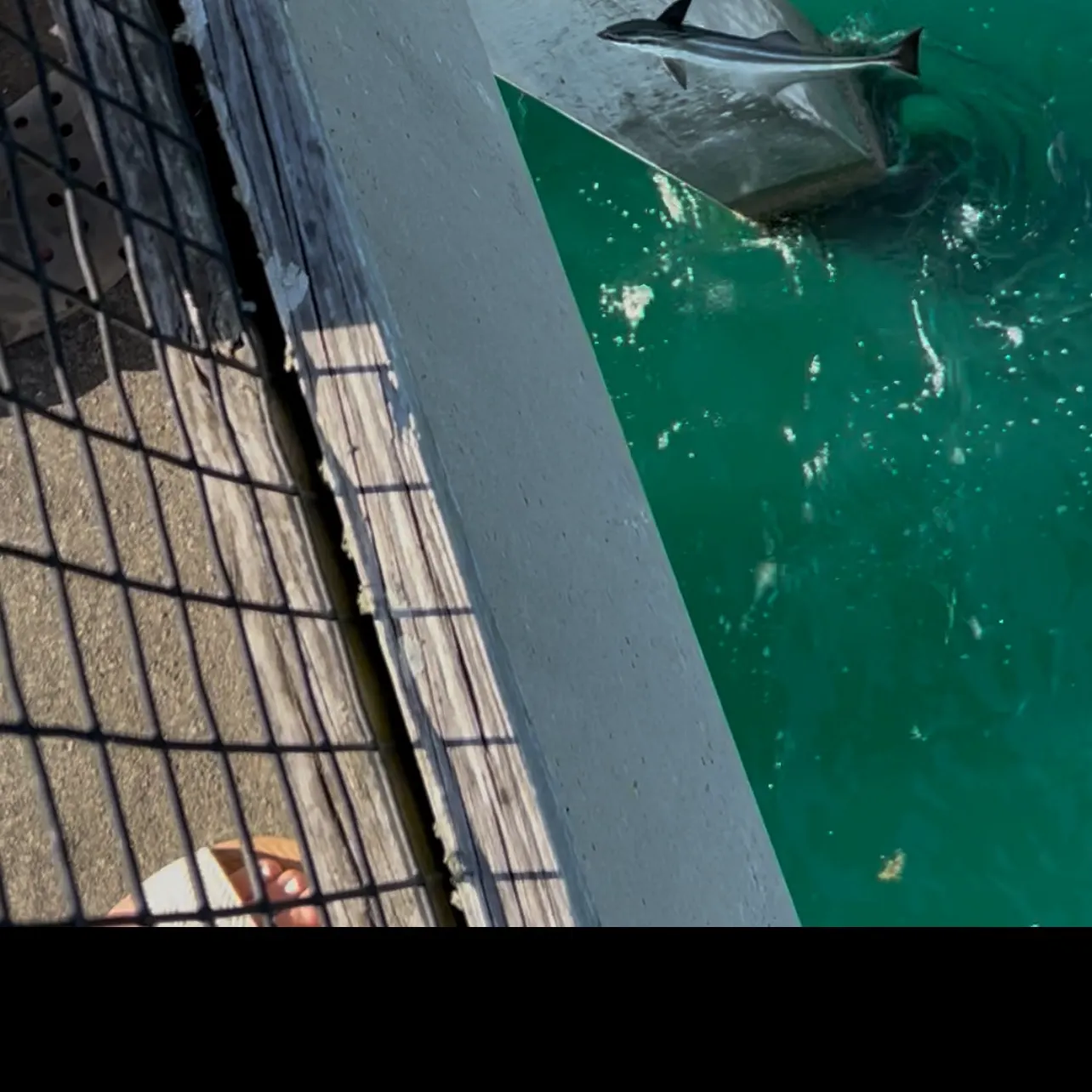 The most recent Common remora catches on Fishbrain