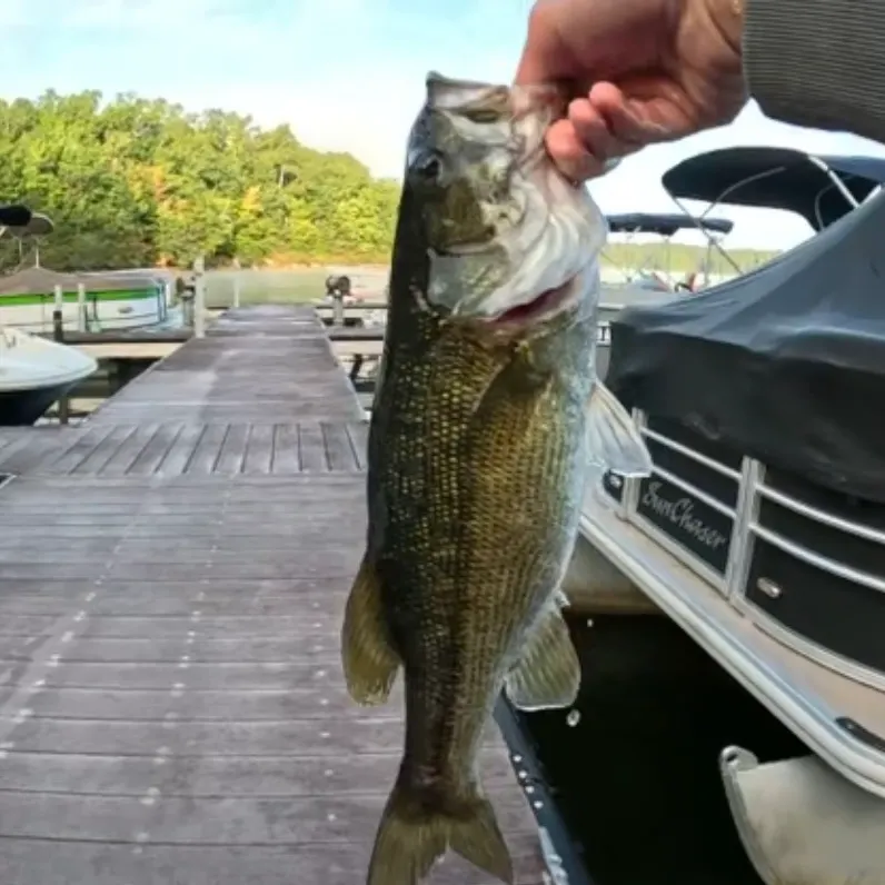 Spotted bass caught on Fishbrain