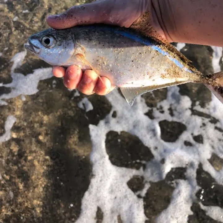 The most recent Bar jack catches on Fishbrain