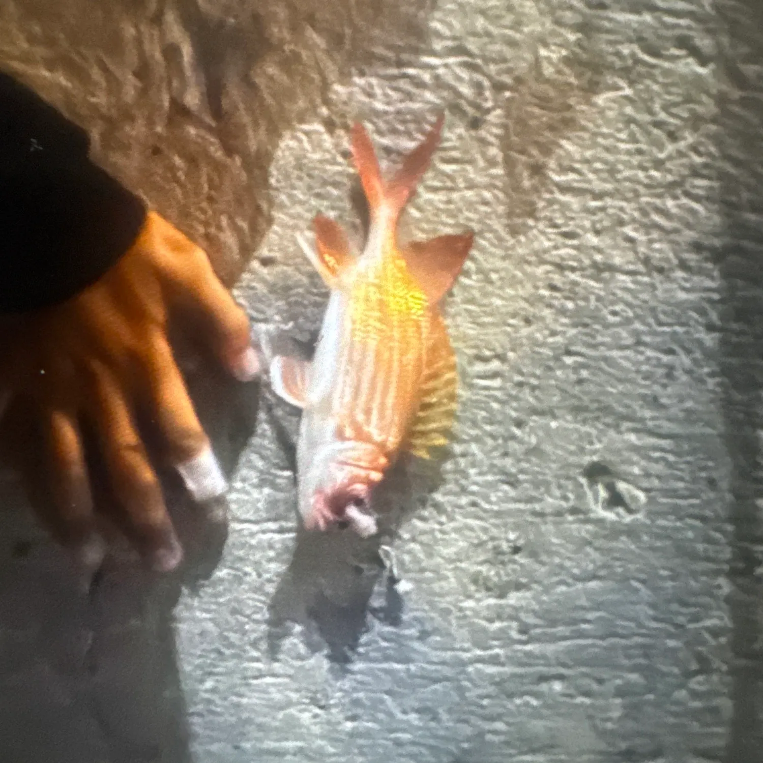 Lane snapper caught on Fishbrain