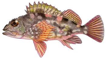 Marbled Rockfish