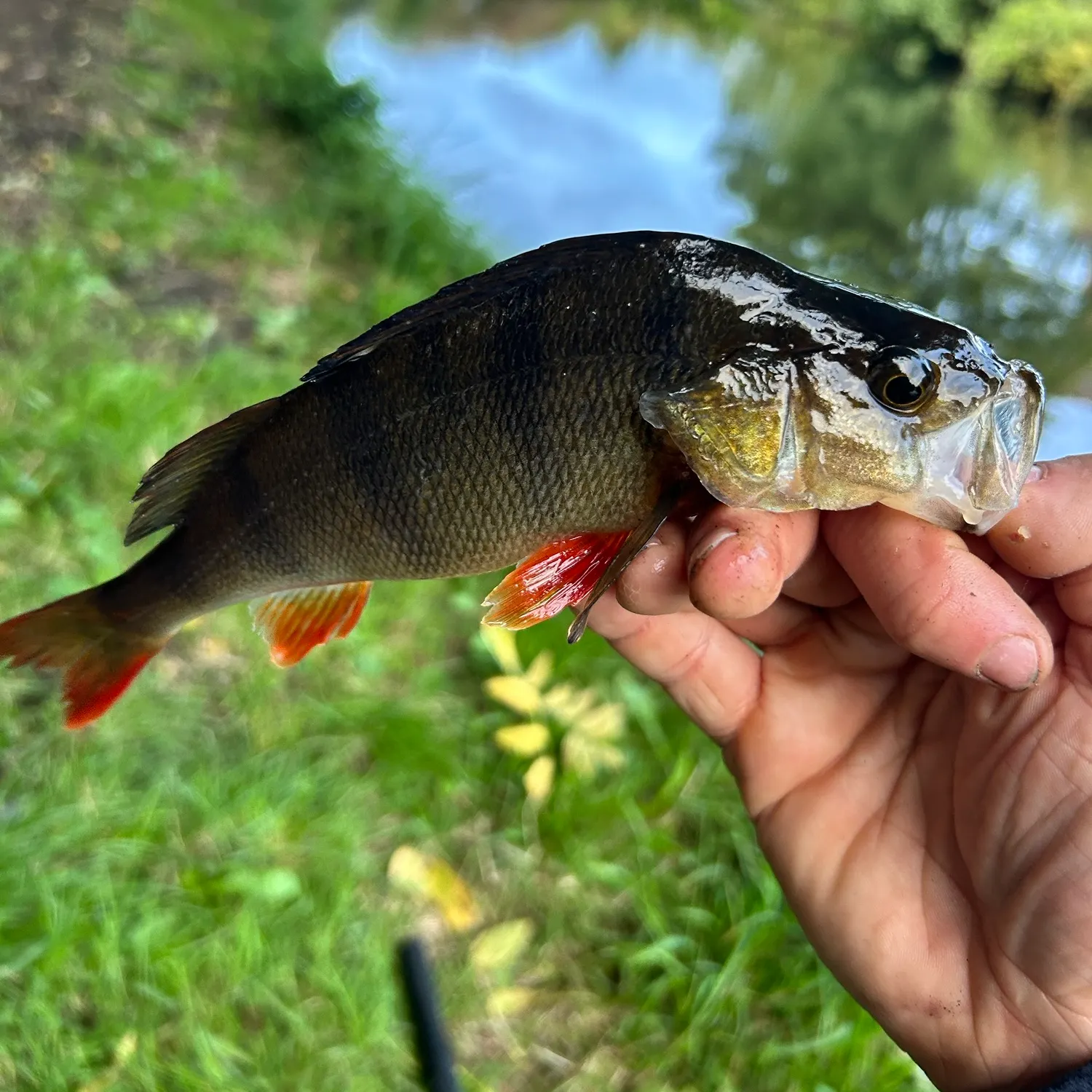 European perch caught on Fishbrain
