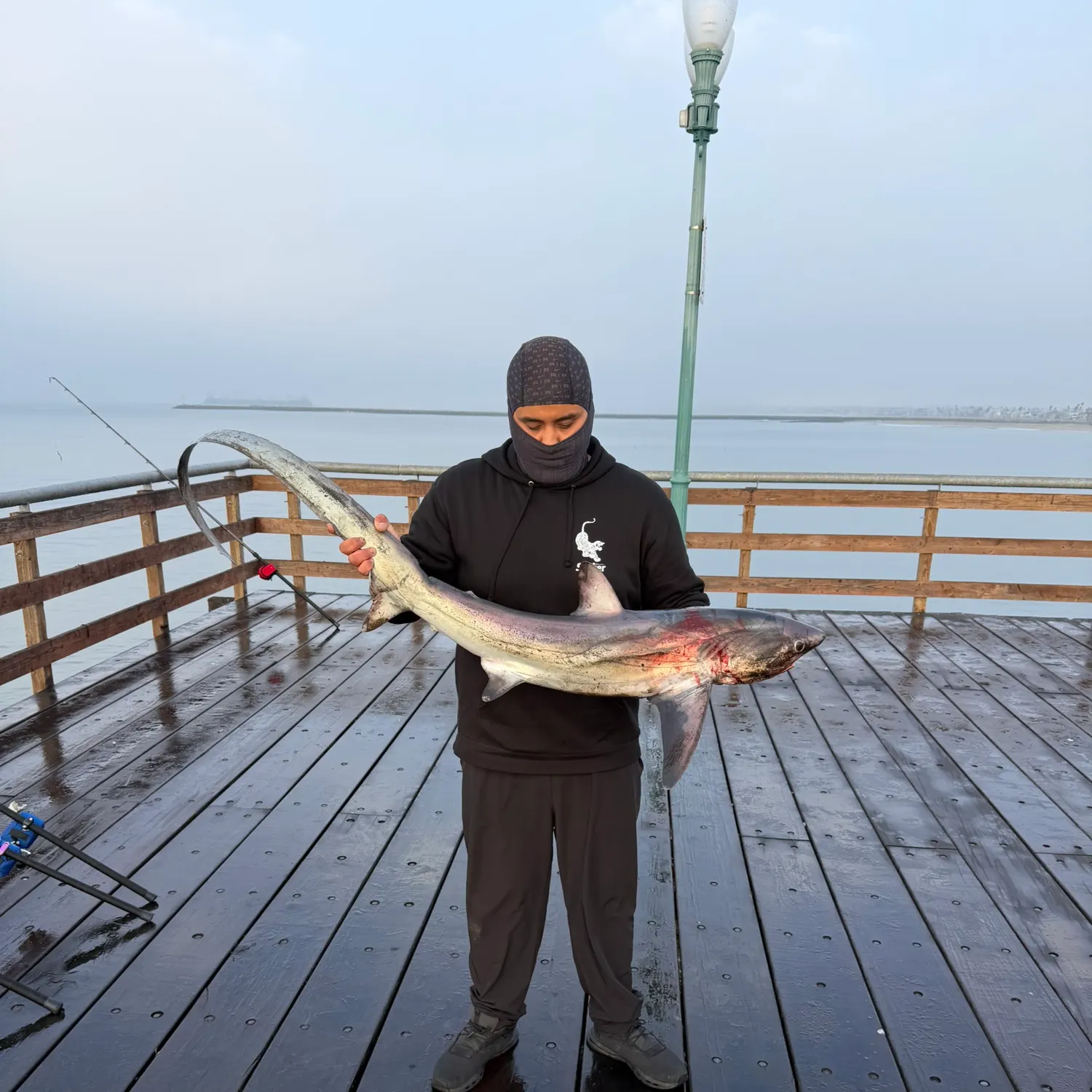 The most recent Common thresher catches on Fishbrain