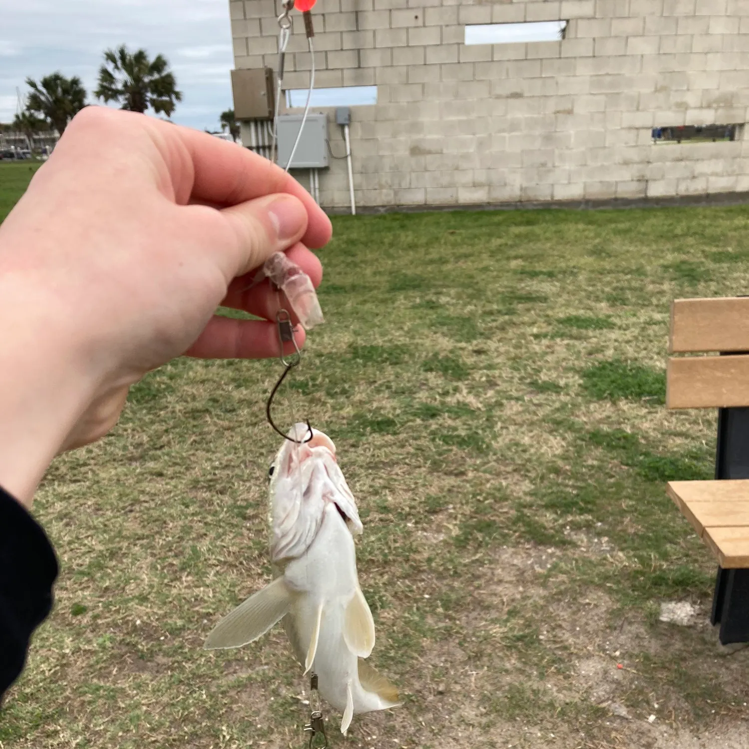 angler catch