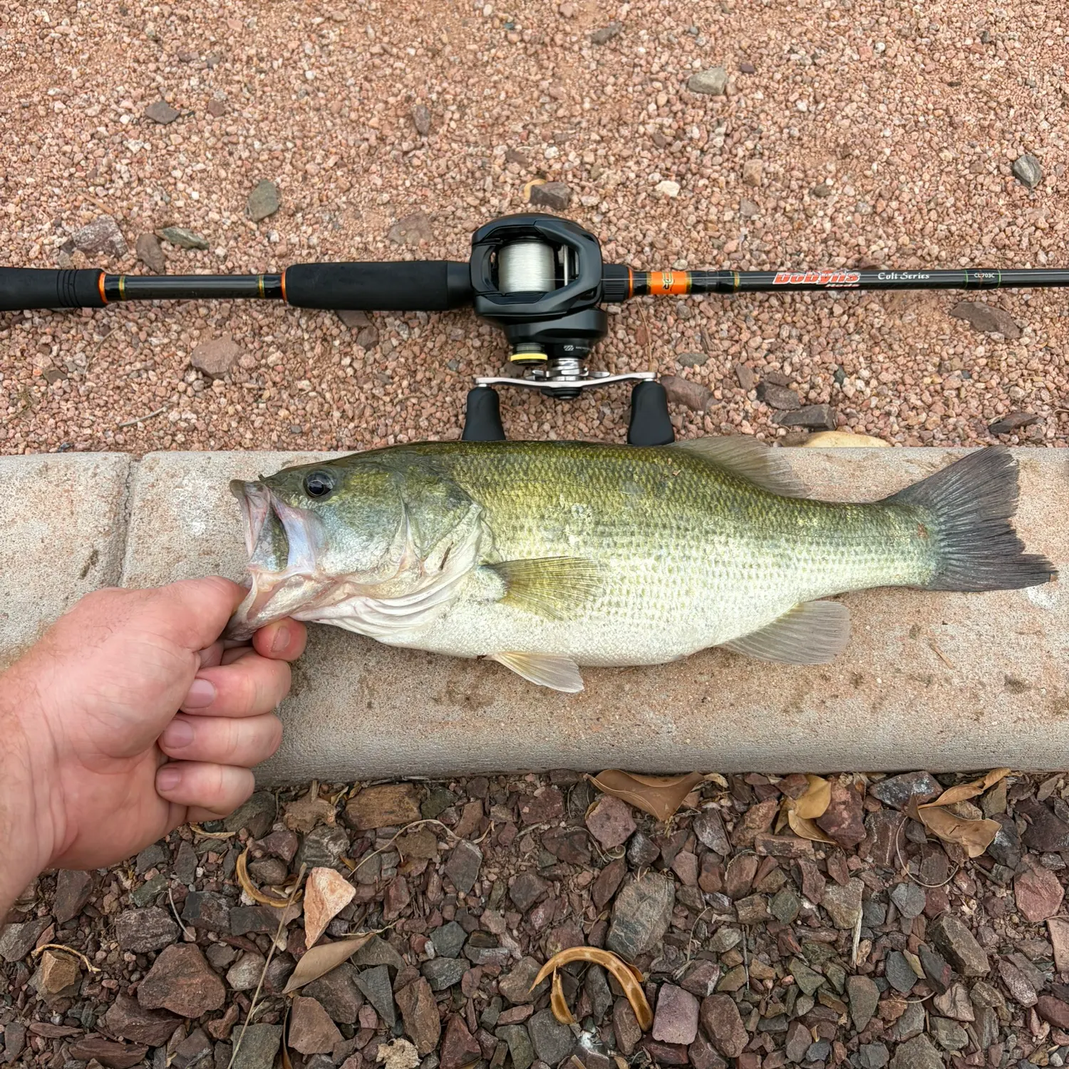 Largemouth bass caught on Fishbrain