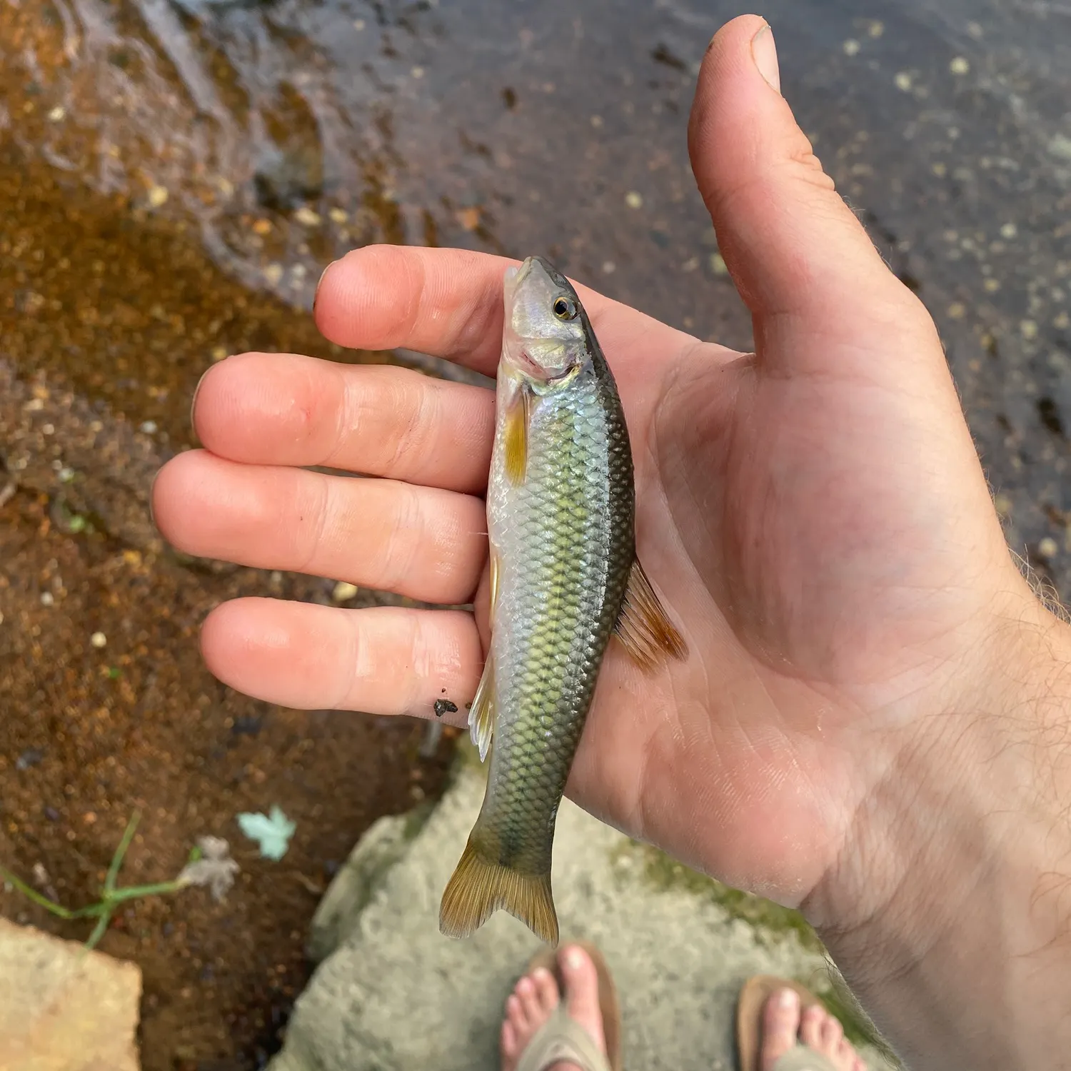 The most recent Hornyhead chub catches on Fishbrain