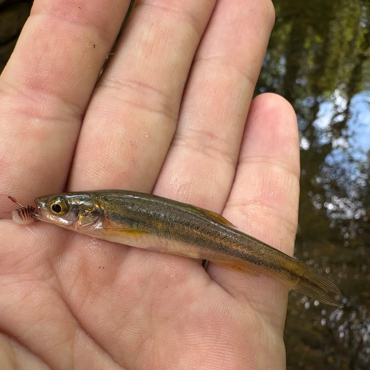 The most recent Southern redbelly dace catches on Fishbrain
