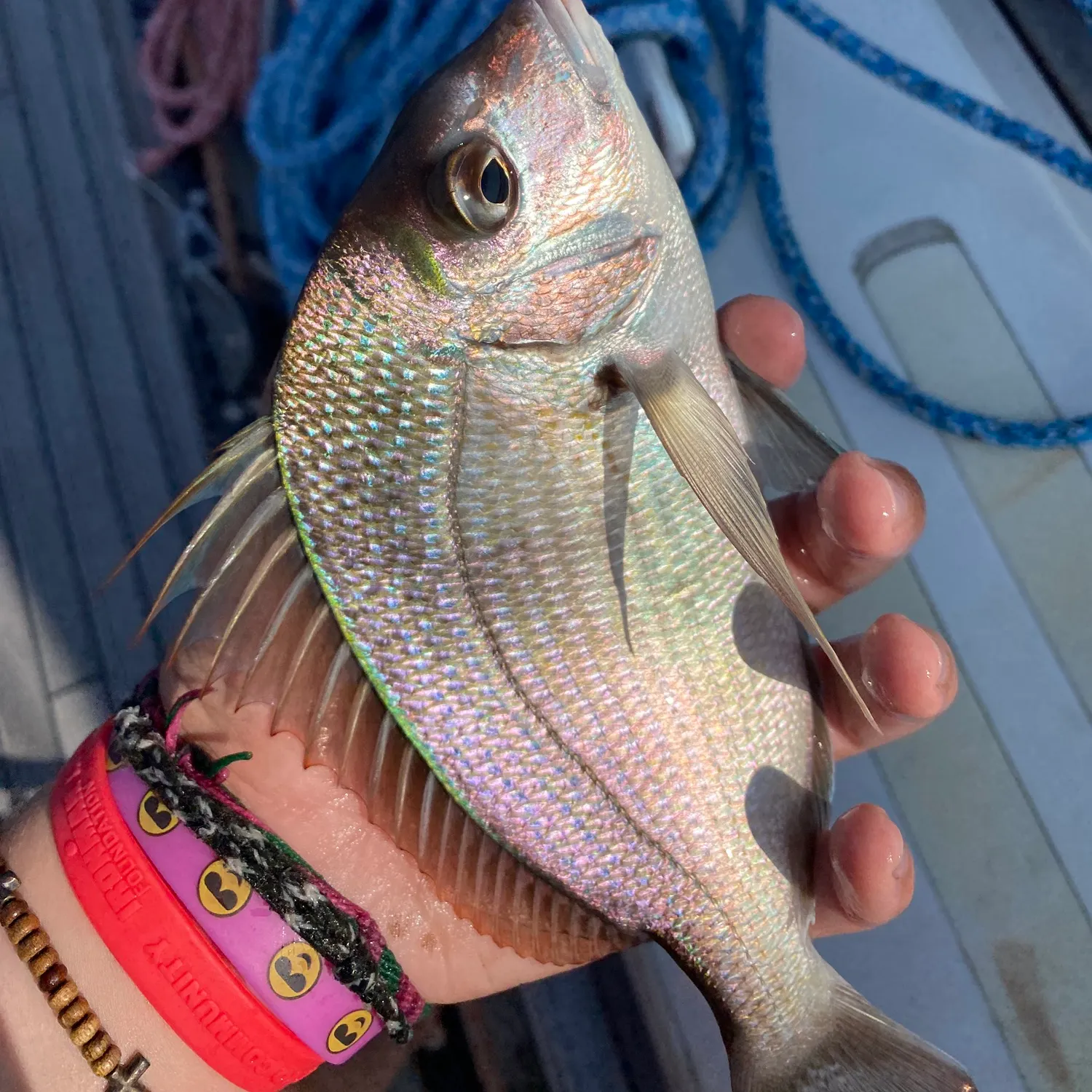 recently logged catches