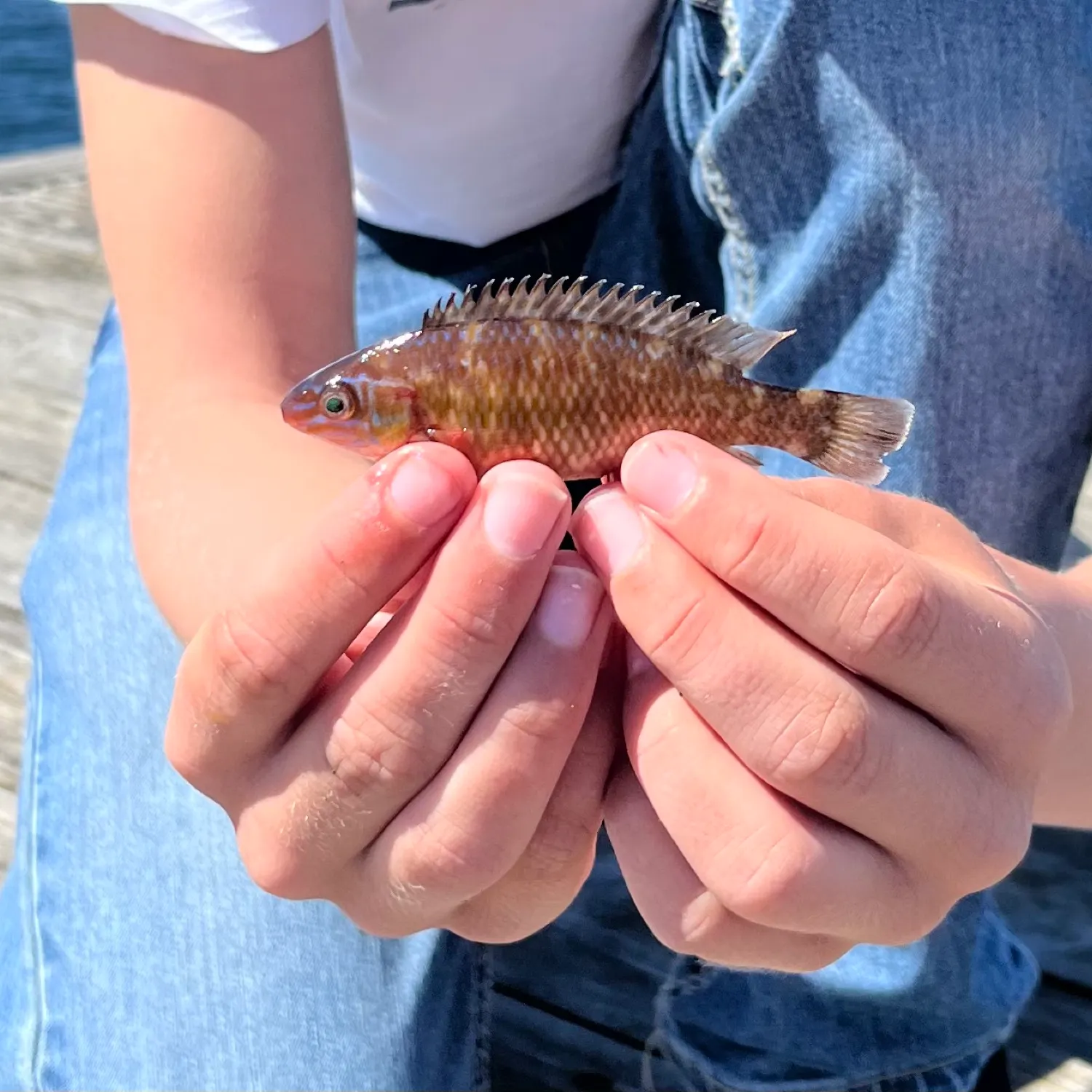 The most recent Rock cook catches on Fishbrain