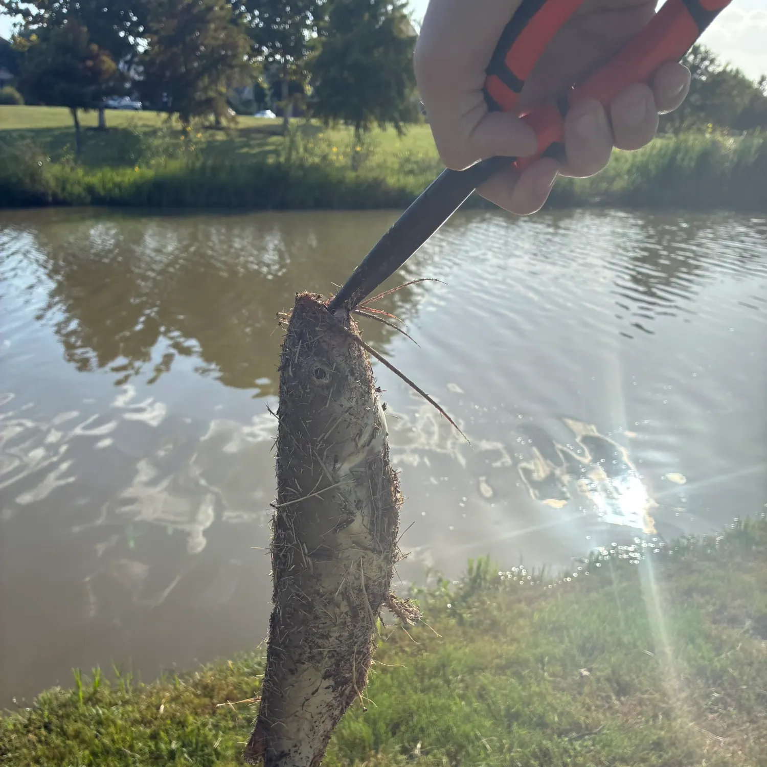 Fish caught on Fishbrain