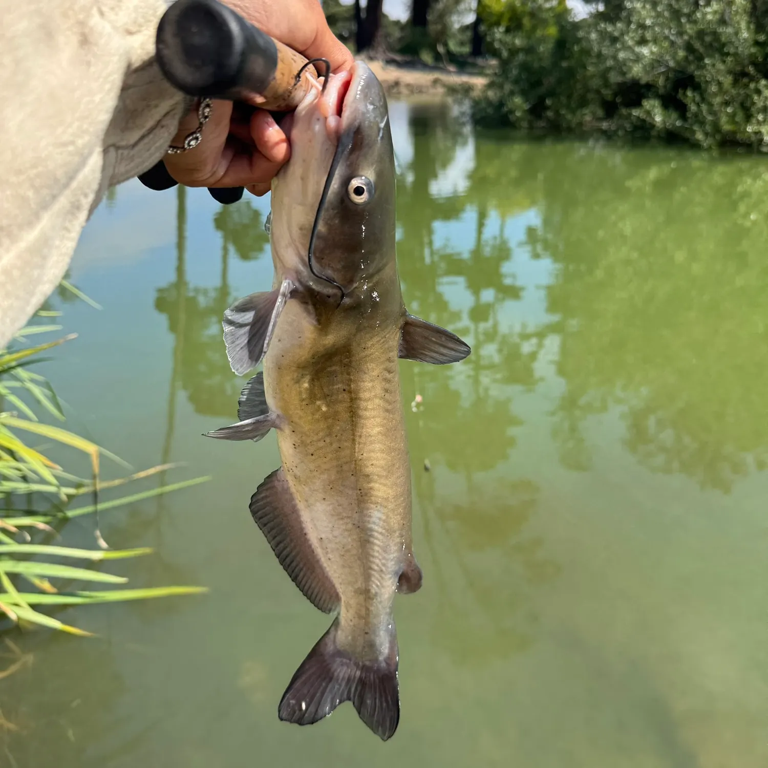 catch