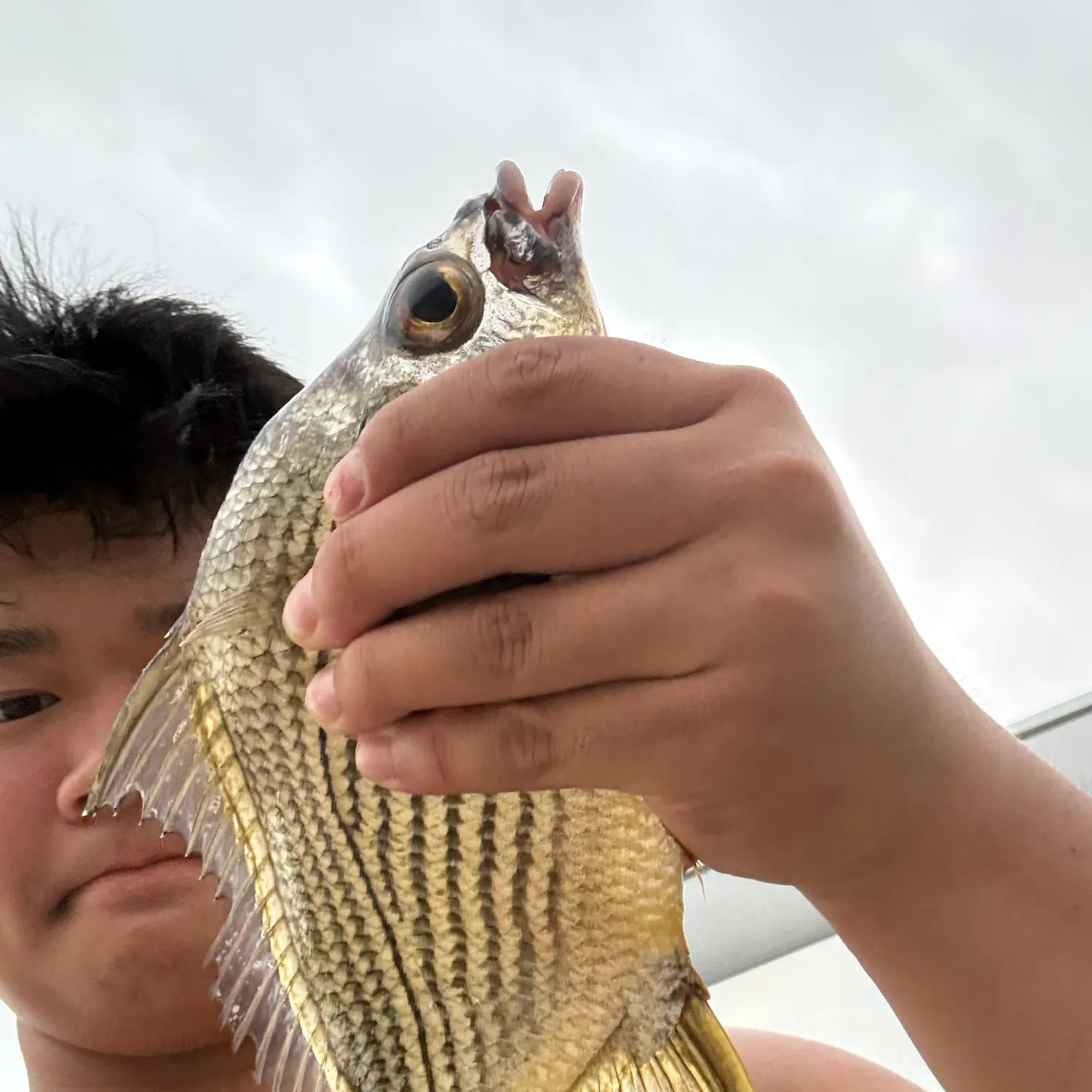 The most recent Striped mojarra catches on Fishbrain