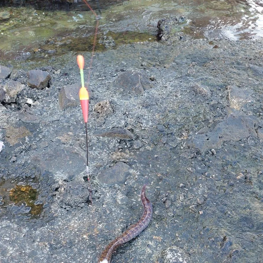 The most recent Mediterranean moray catches on Fishbrain