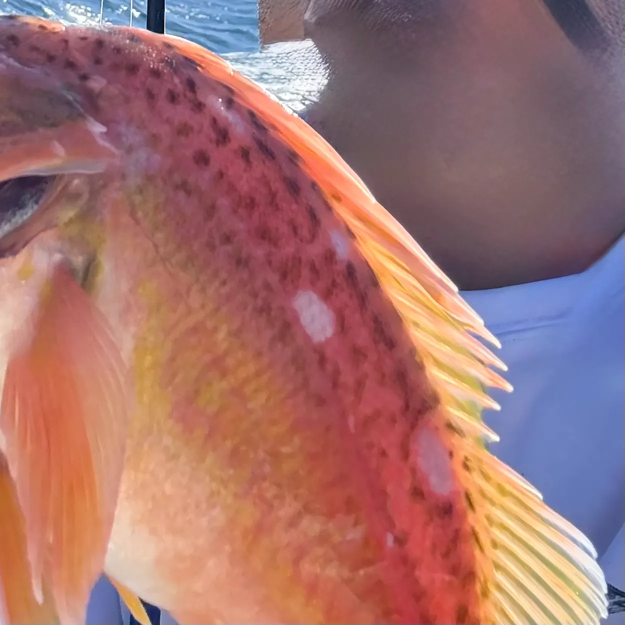 The most recent Rosy rockfish catches on Fishbrain
