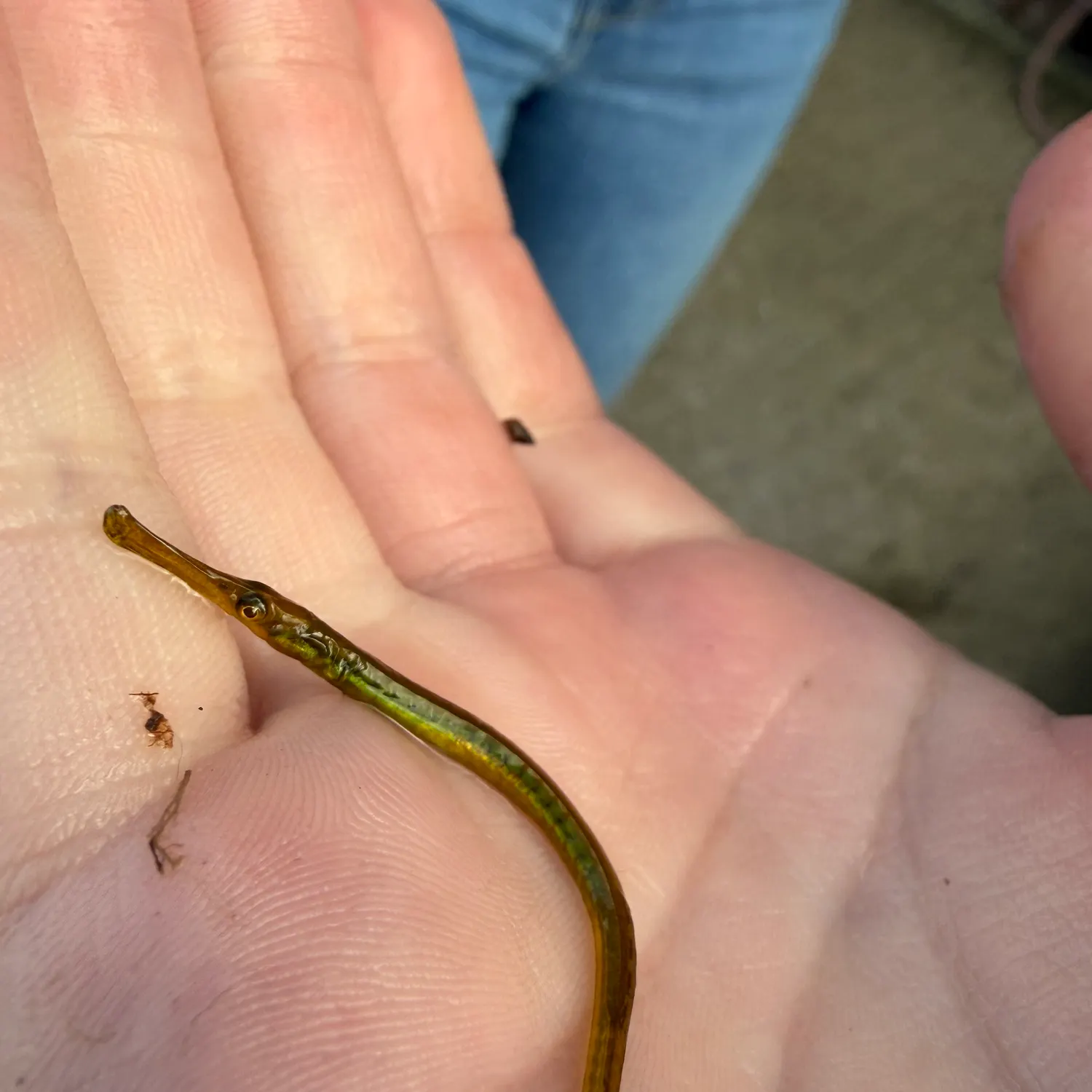 The most recent Broadnosed pipefish catches on Fishbrain