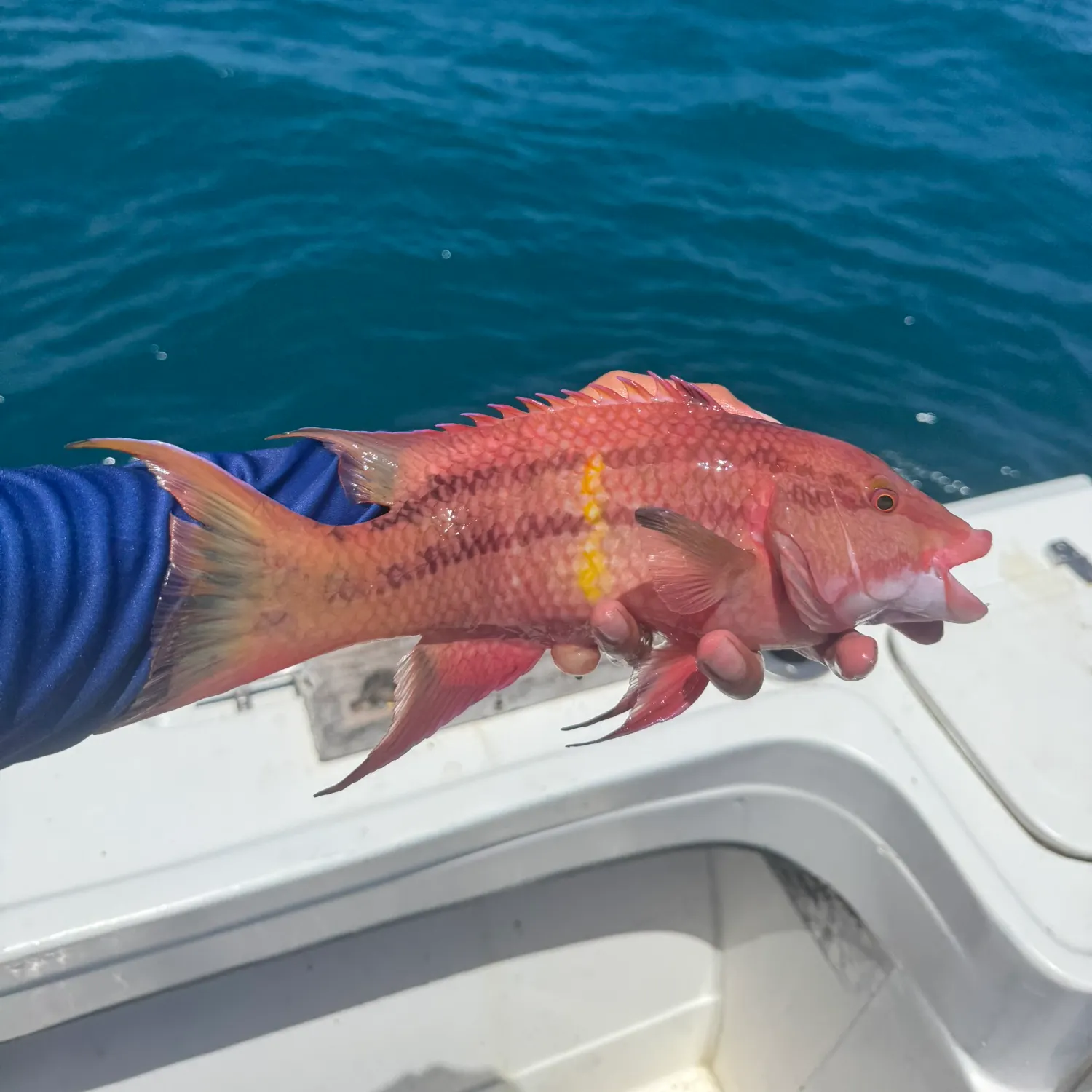 Fish caught on Fishbrain