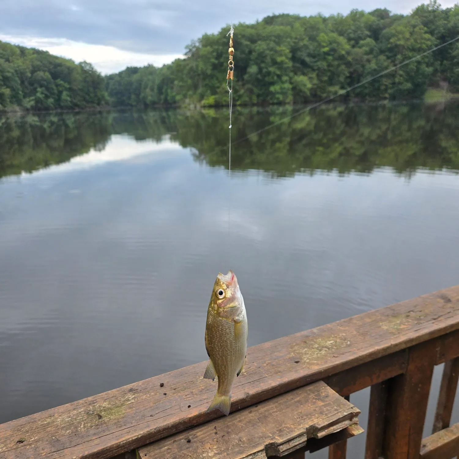 The most recent White perch catches on Fishbrain