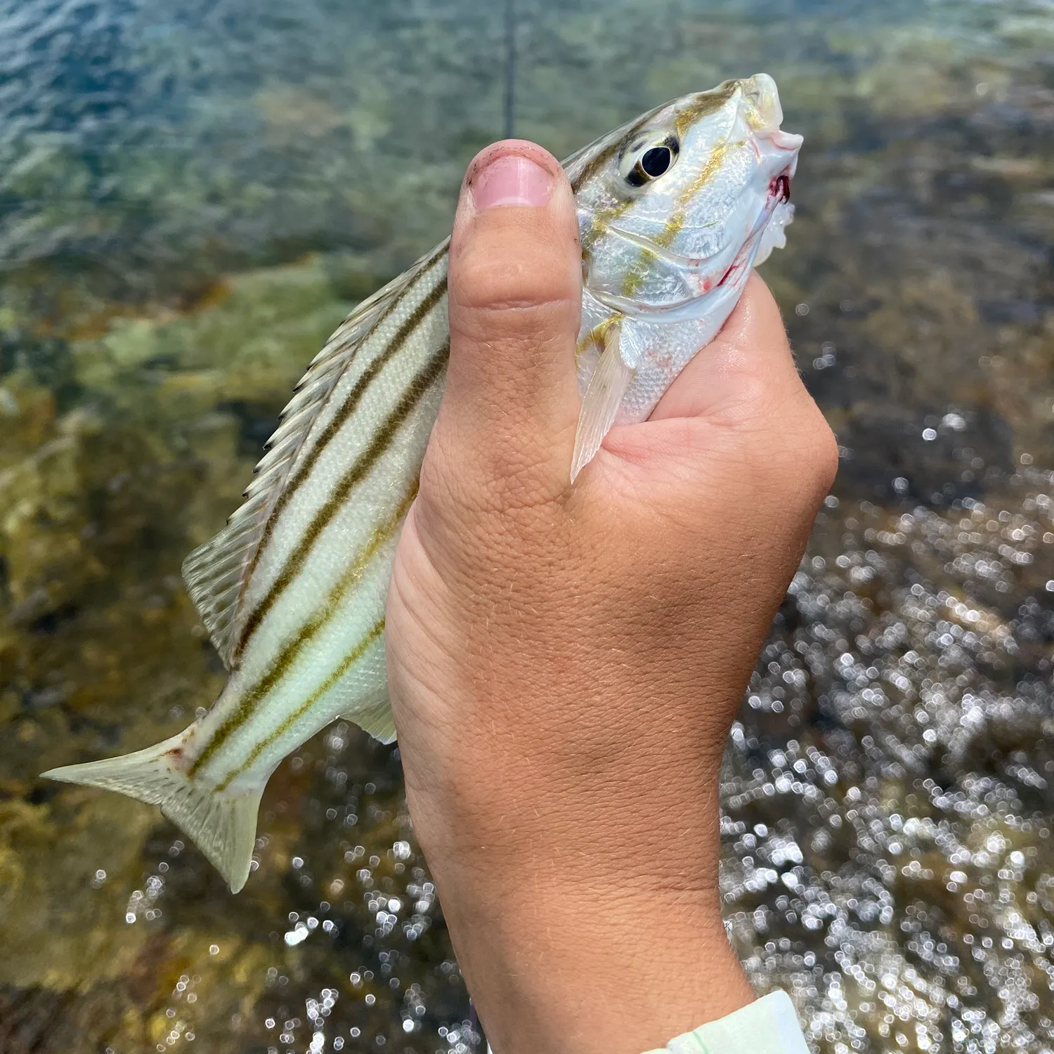 The most recent Javelin grunter catches on Fishbrain