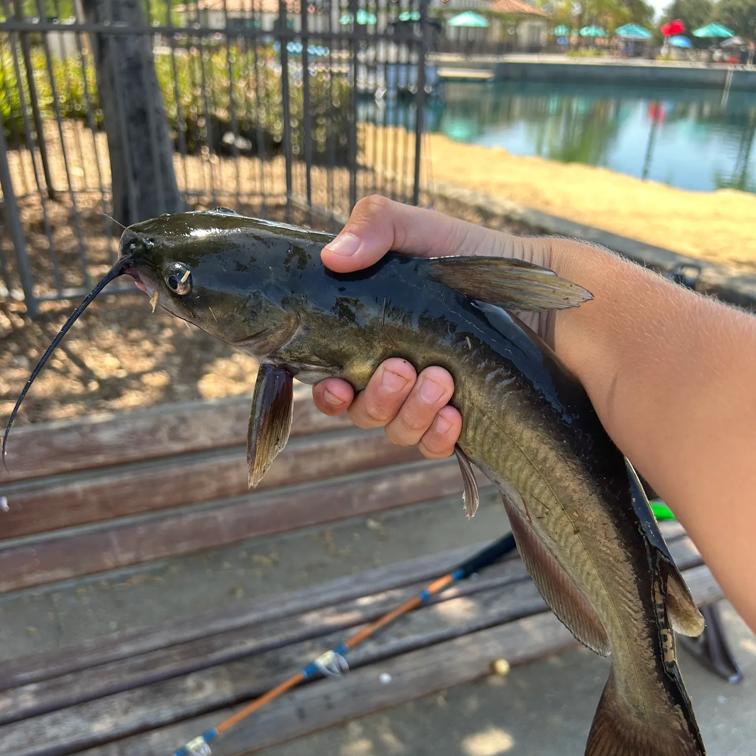 Channel catfish caught on Fishbrain