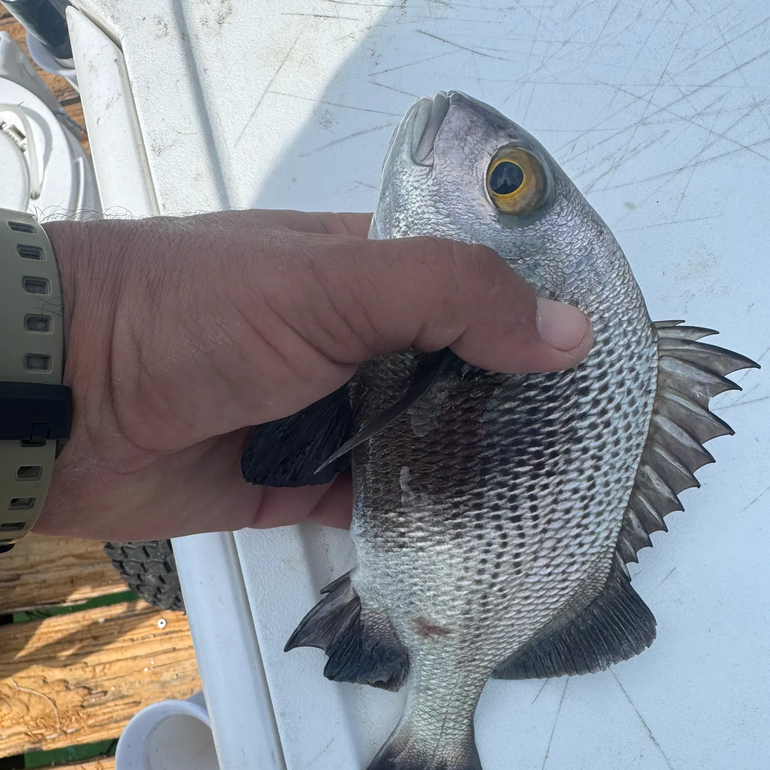 catch