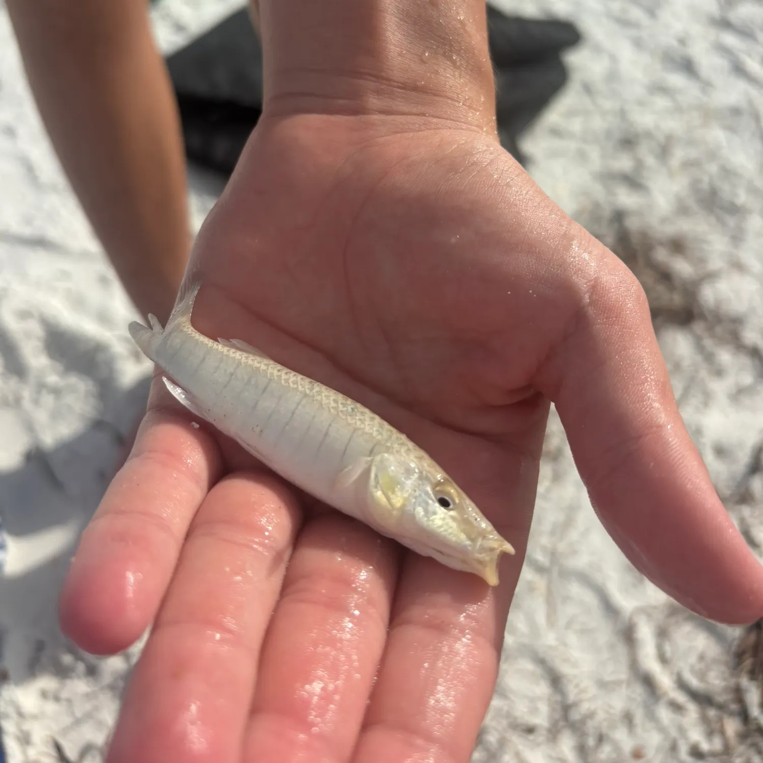 The most recent Longnose killifish catches on Fishbrain