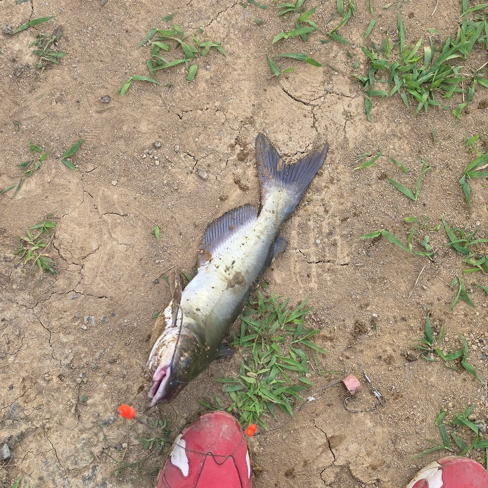 Channel catfish caught on Fishbrain