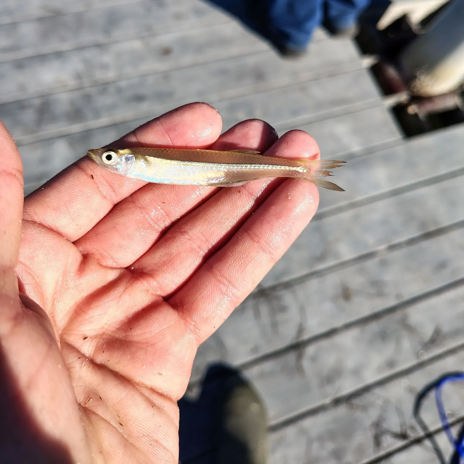 The most recent Atlantic silverside catches on Fishbrain