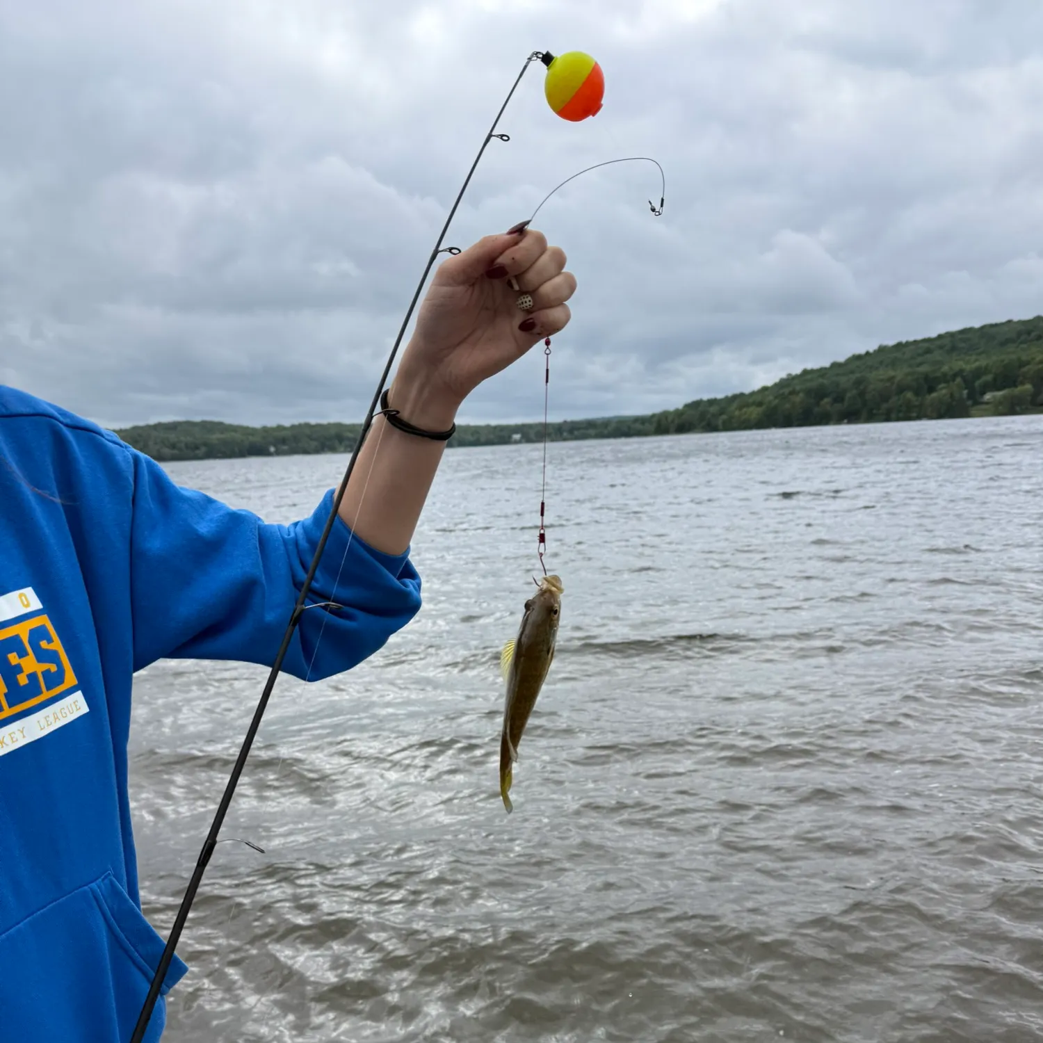Pumpkinseed x green sunfish caught on Fishbrain