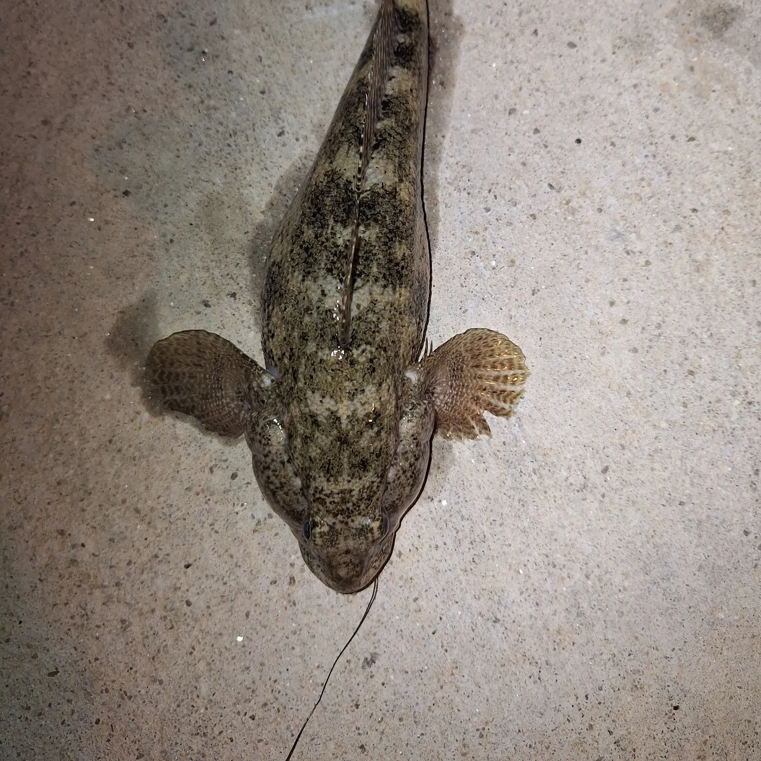 The most recent Giant goby catches on Fishbrain