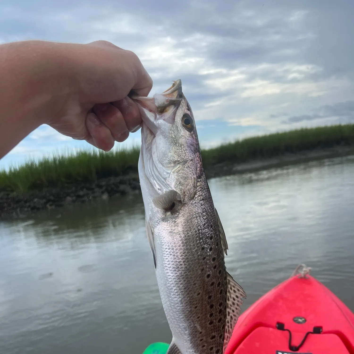 Spotted seatrout caught on Fishbrain