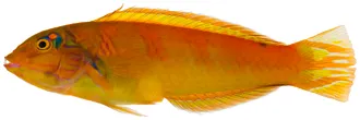 Blackear wrasse