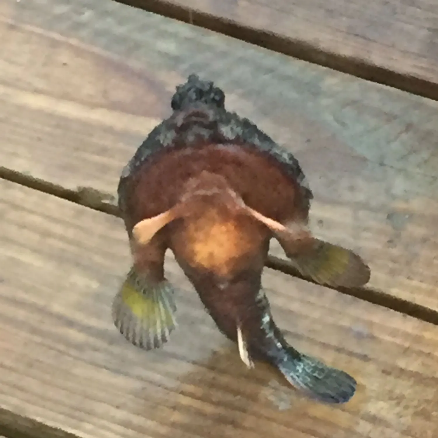 The most recent Smoky seabat catches on Fishbrain