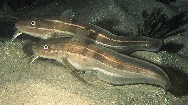 Striped eel catfish