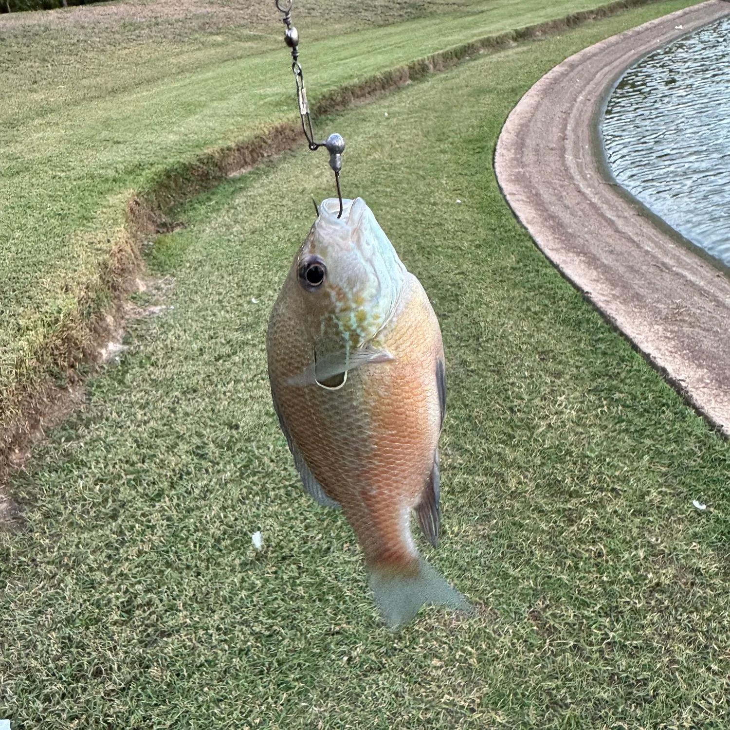 Bluegill caught on Fishbrain
