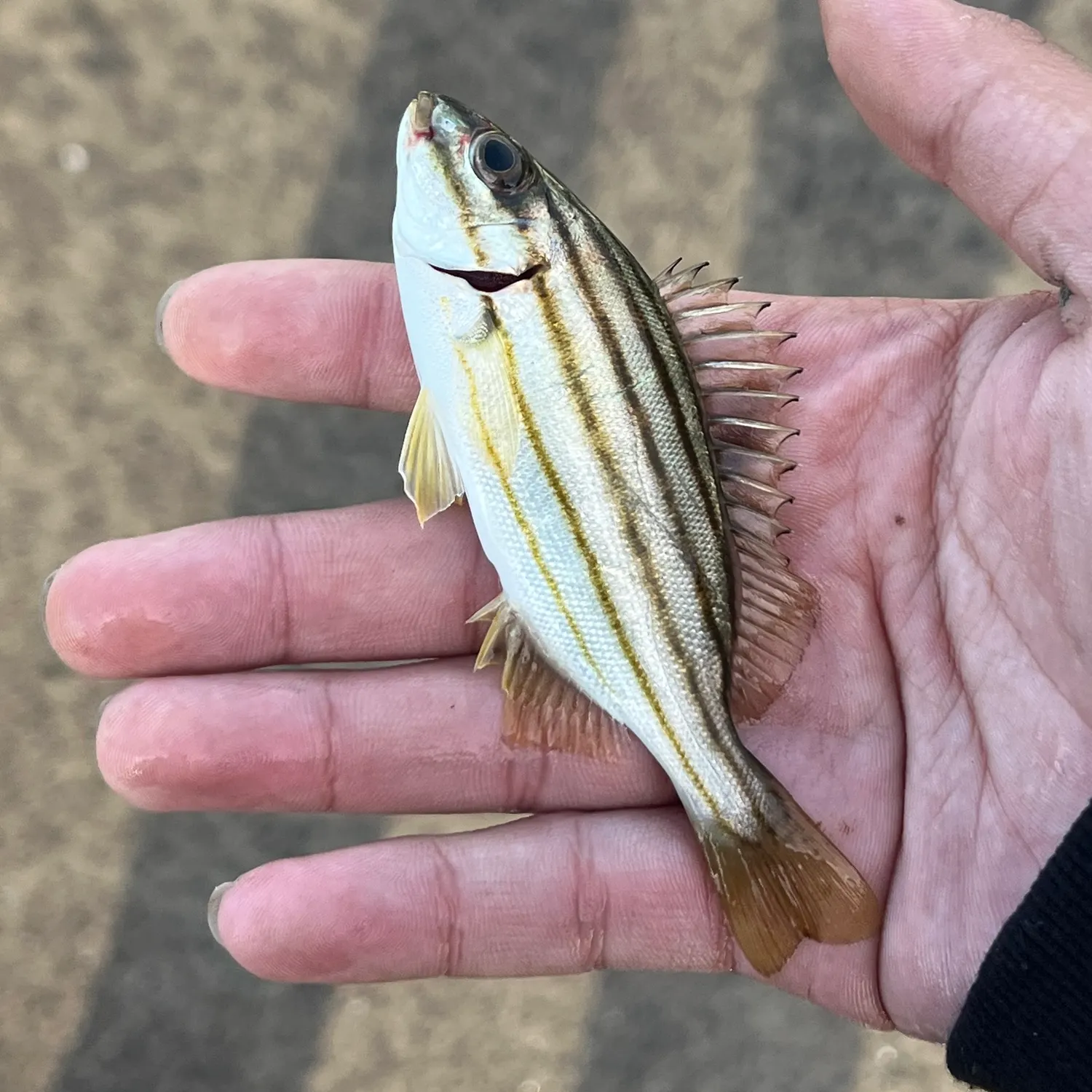 The most recent Eastern striped grunter catches on Fishbrain