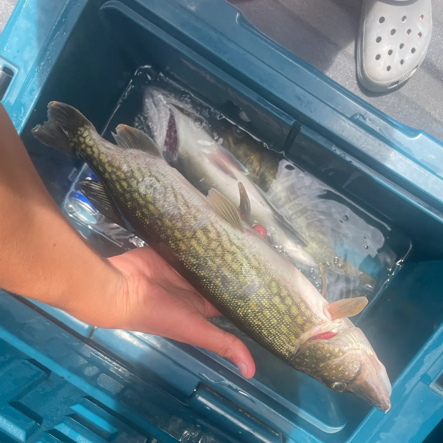 catch