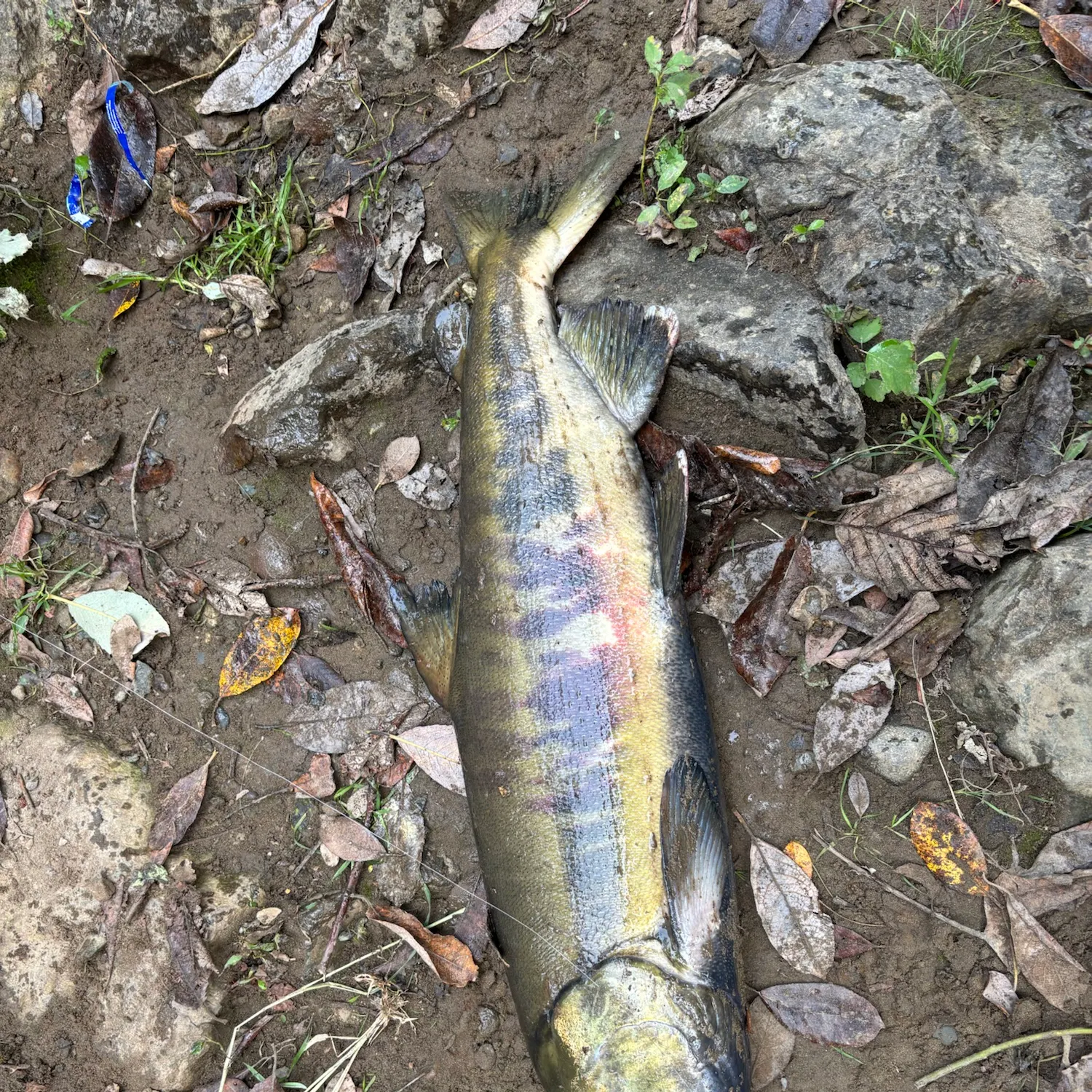 Chum salmon caught on Fishbrain