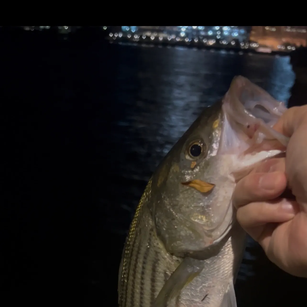 The most recent Striped bass catches on Fishbrain