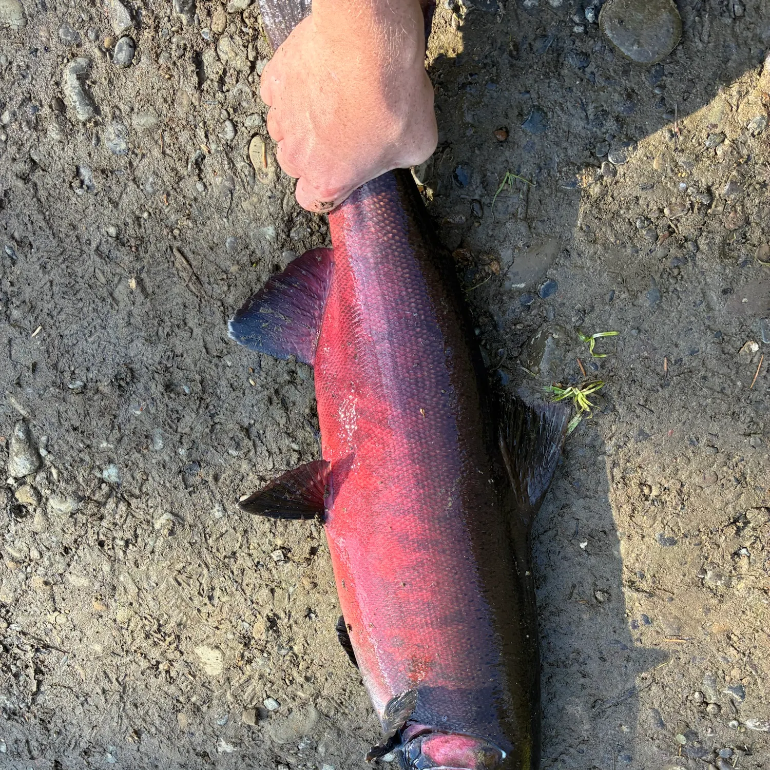 Coho salmon caught on Fishbrain