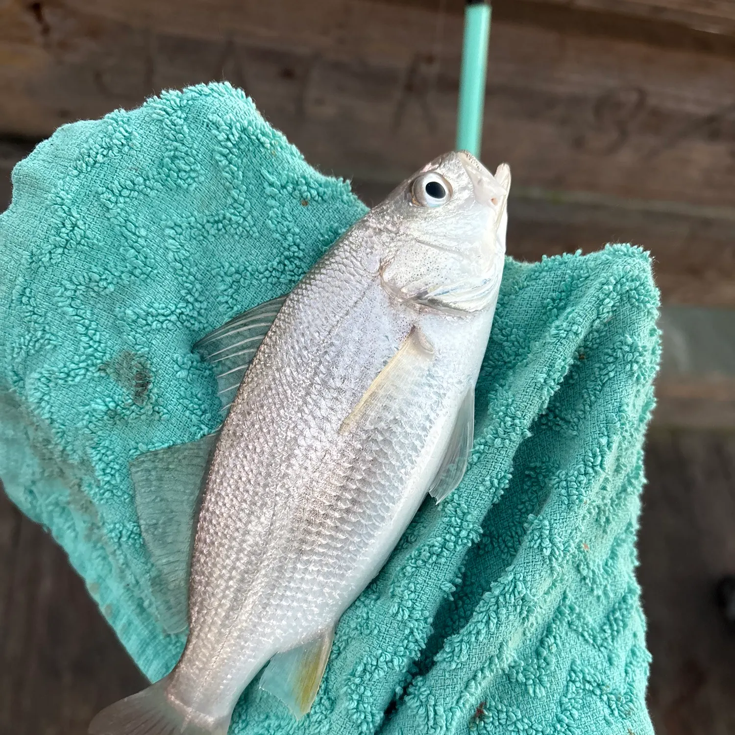 The most recent Sand seatrout catches on Fishbrain