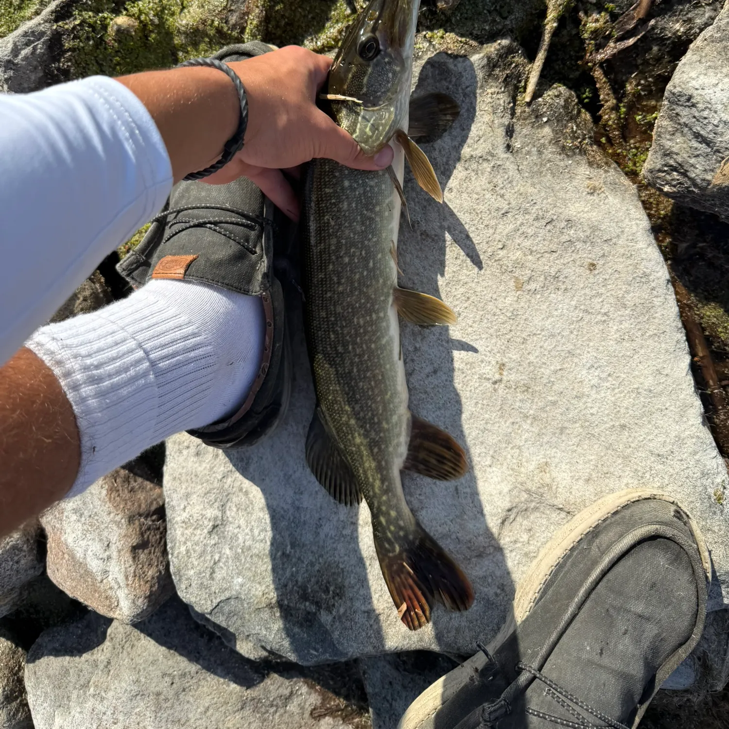Northern pike caught on Fishbrain
