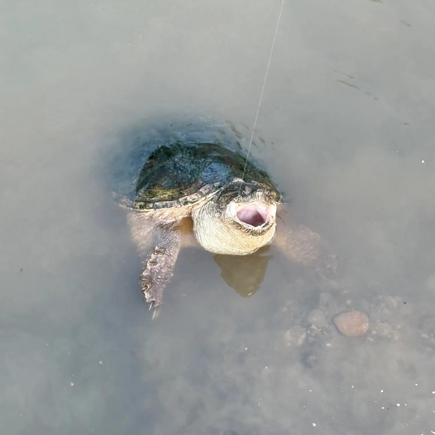 Common snapping turtle caught on Fishbrain