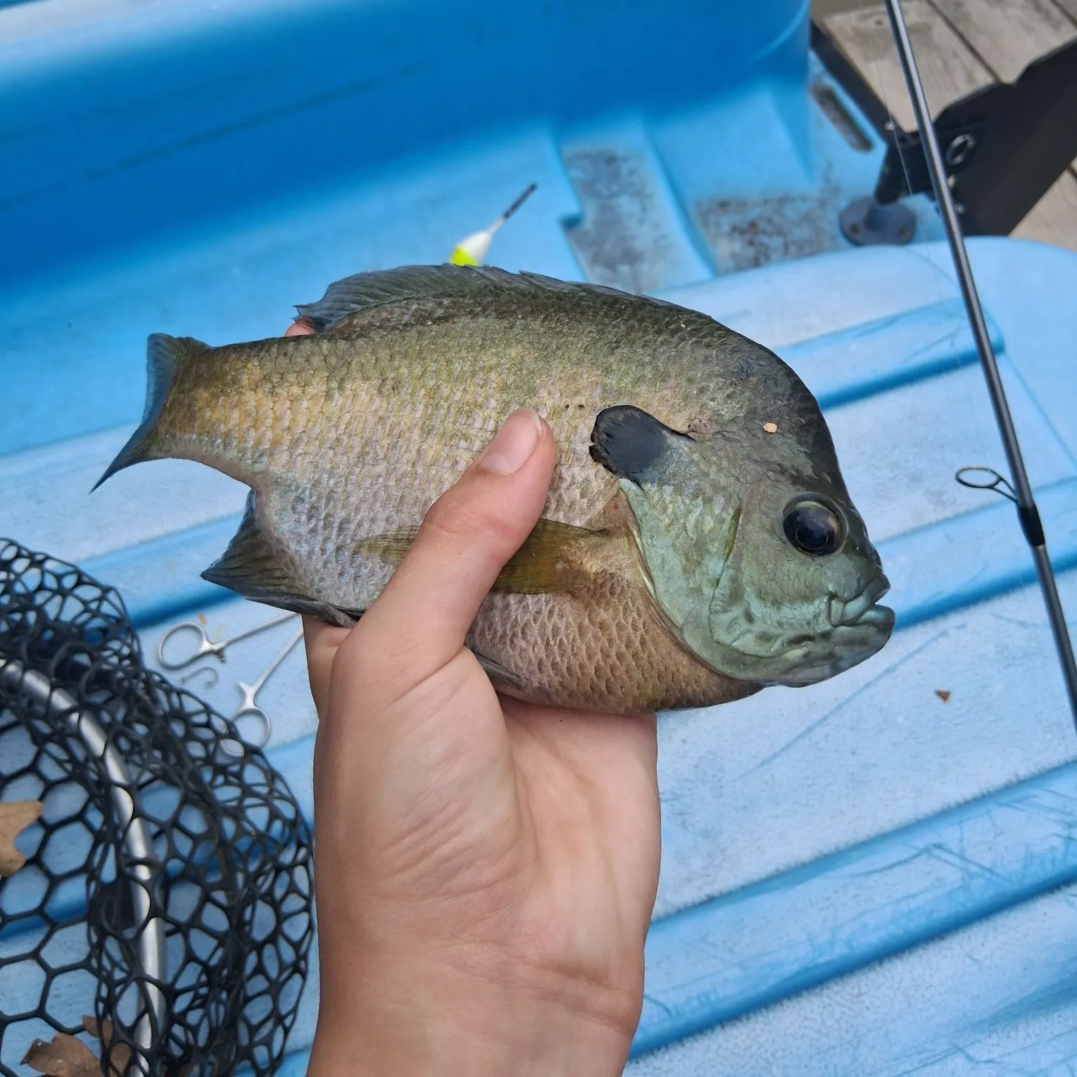 Bluegill caught on Fishbrain