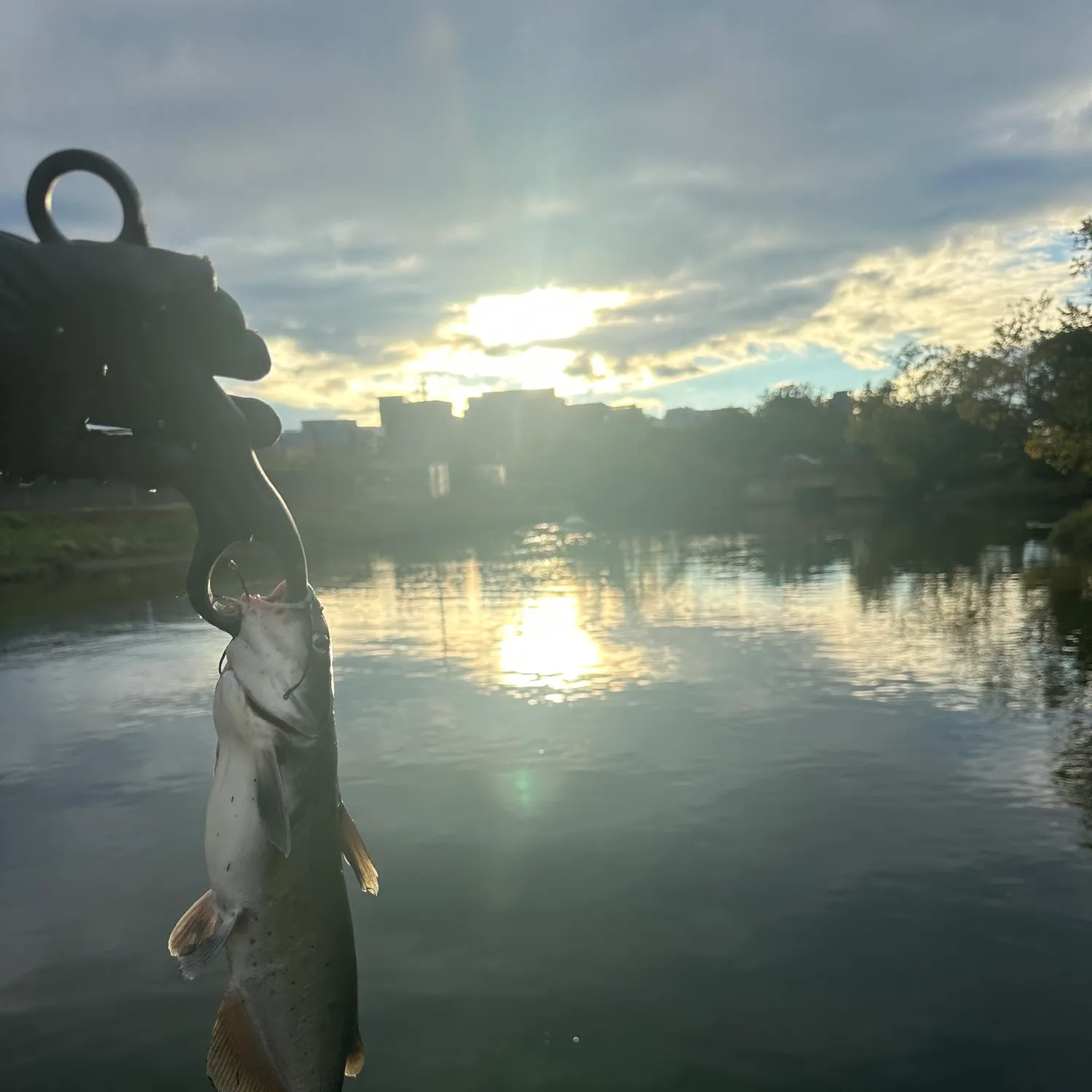 Channel catfish caught on Fishbrain