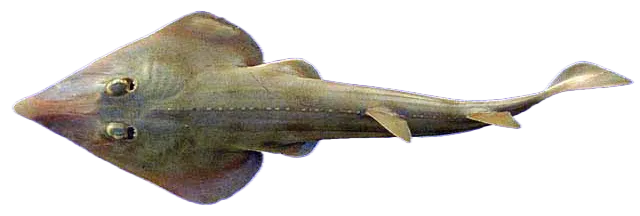 Pacific shovelnose guitarfish